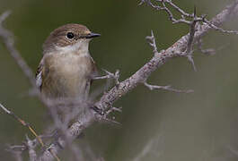 European Pied Flycatcher