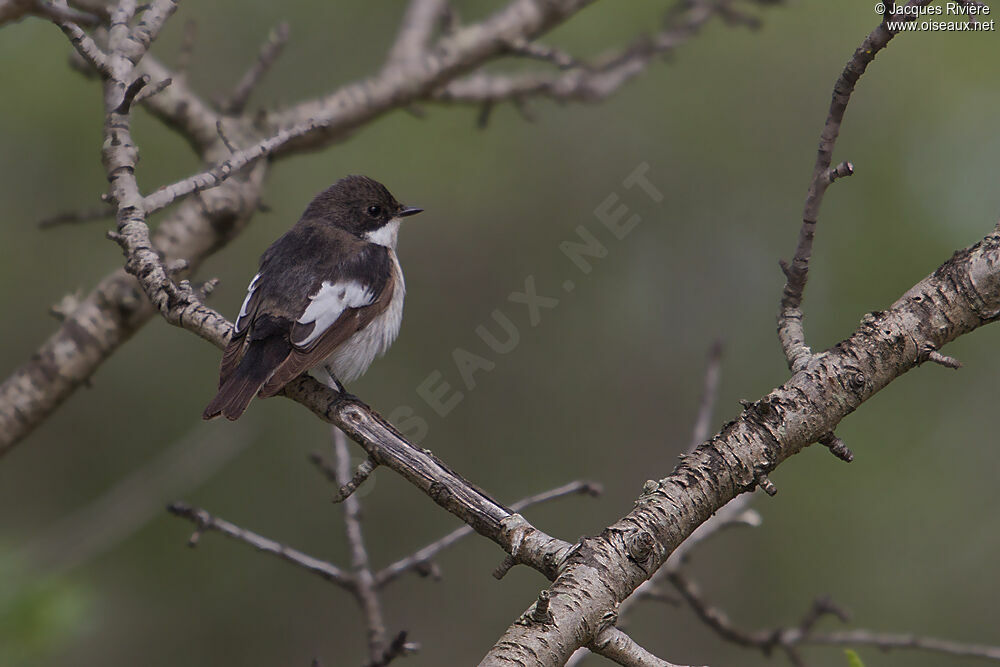 European Pied Flycatcher male adult breeding