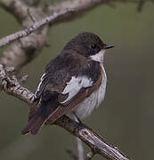 European Pied Flycatcher