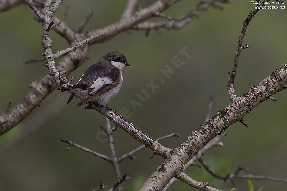 European Pied Flycatcher male adult breeding