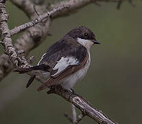 European Pied Flycatcher