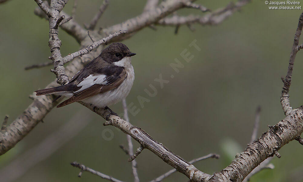 European Pied Flycatcher male adult breeding