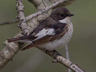 Gobemouche noir