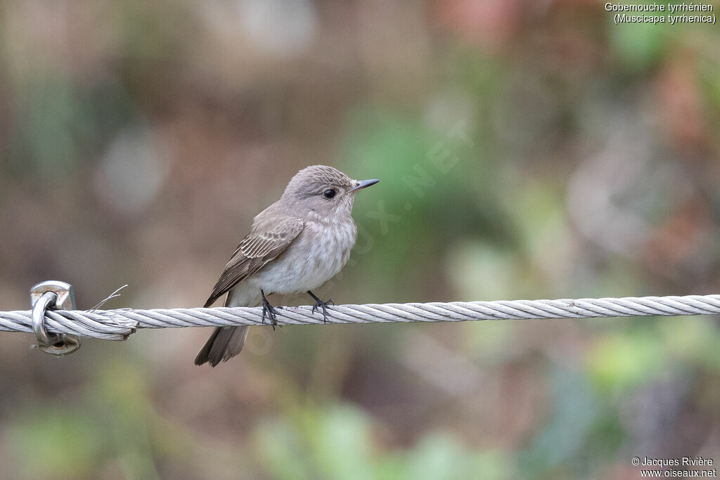 Mediterranean Flycatcher adult, breeding, identification