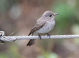 Mediterranean Flycatcher
