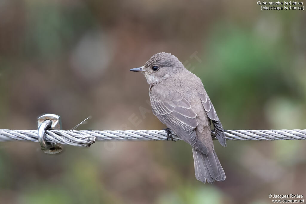 Mediterranean Flycatcher adult, breeding, identification