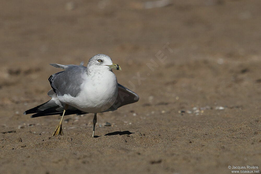 Ring-billed Gulladult breeding