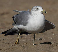 Ring-billed Gull