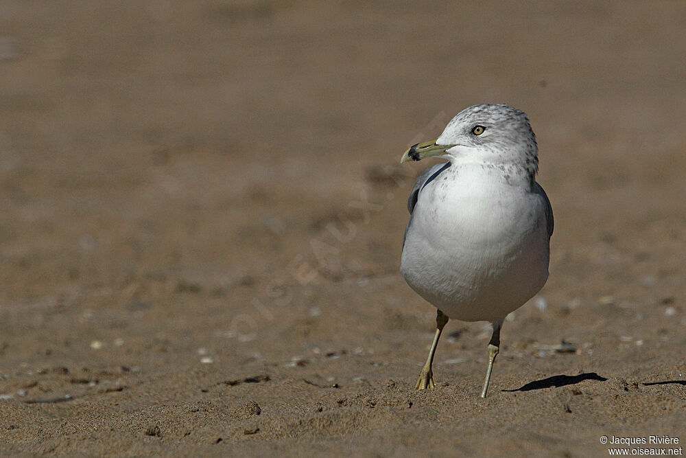 Ring-billed Gulladult breeding