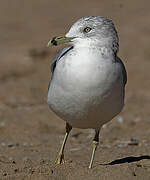 Ring-billed Gull