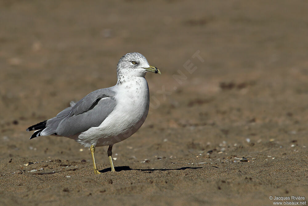 Ring-billed Gulladult breeding