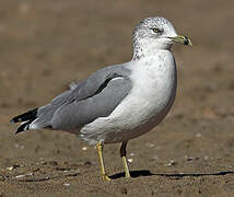 Ring-billed Gull