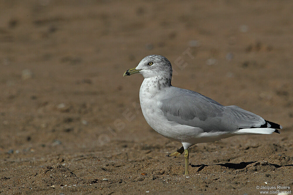 Ring-billed Gulladult breeding