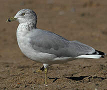 Ring-billed Gull