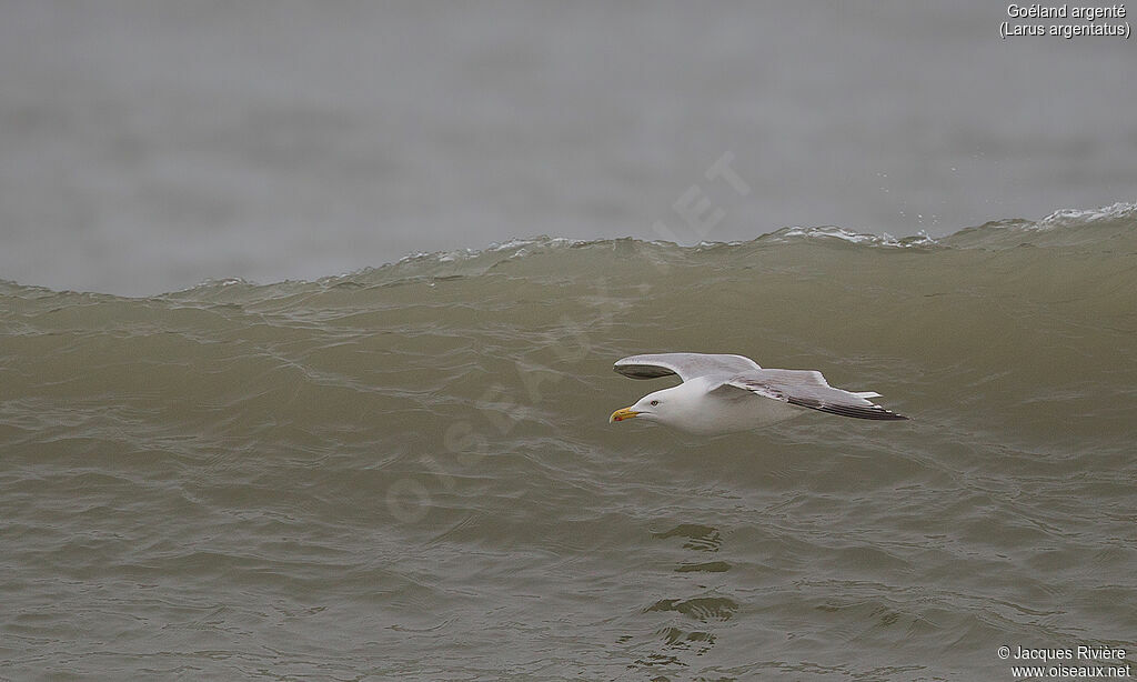 European Herring Gulladult, Flight