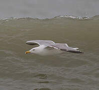 European Herring Gull