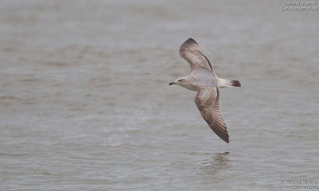 European Herring GullSecond year, Flight