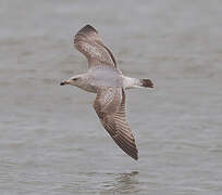 European Herring Gull