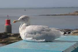 European Herring Gull