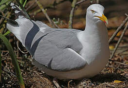 Goéland argenté