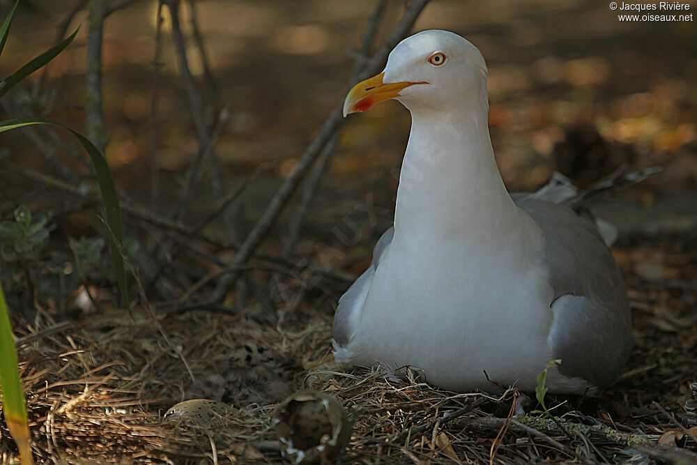 European Herring Gulladult breeding, Reproduction-nesting