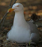 European Herring Gull