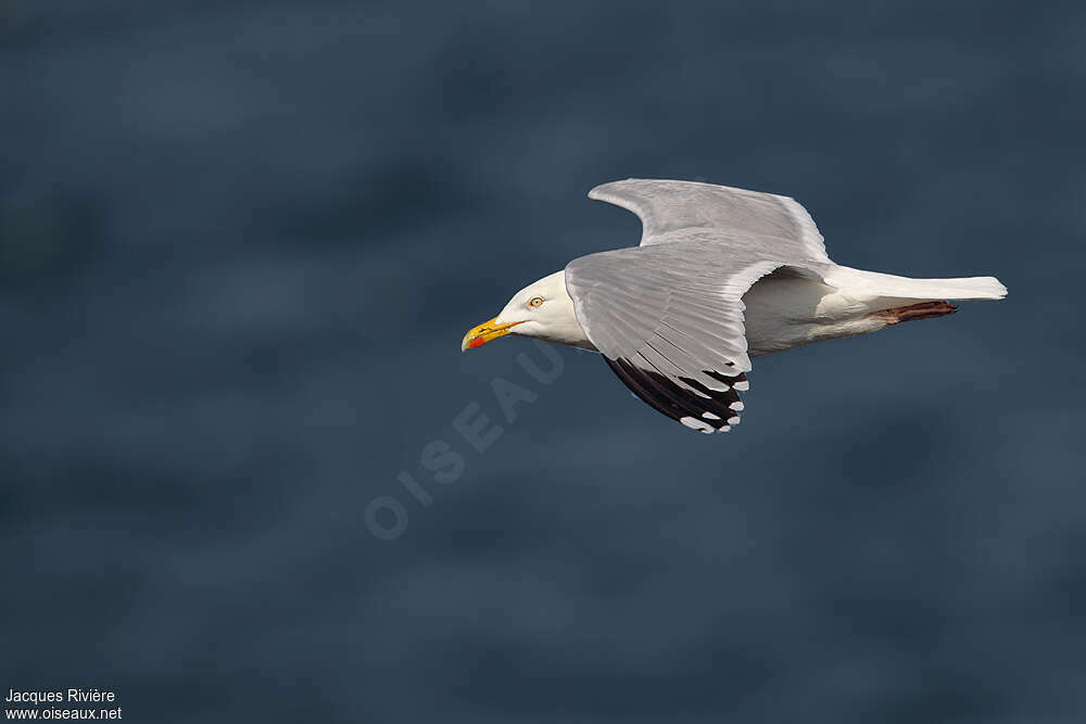 European Herring Gulladult breeding, pigmentation, Flight