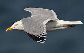 European Herring Gull