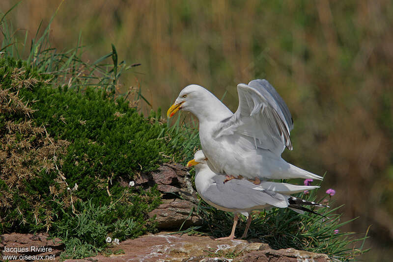 European Herring Gulladult breeding, mating., Reproduction-nesting