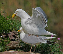 European Herring Gull