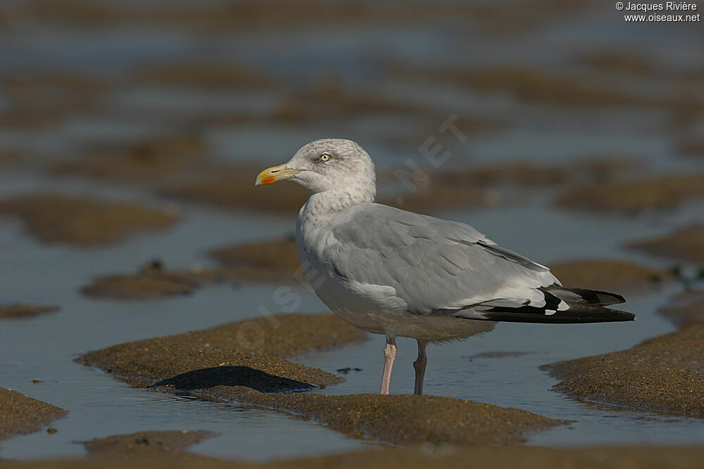 European Herring Gullsubadult