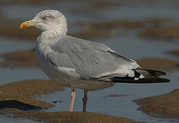 European Herring Gull