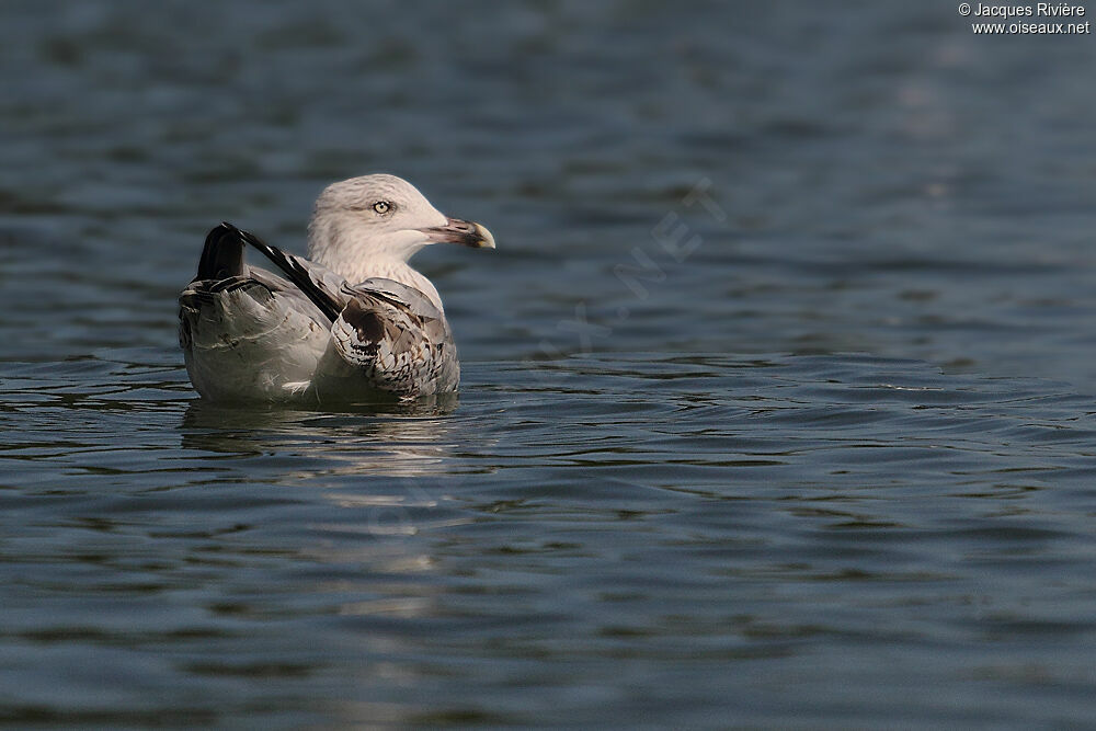 European Herring Gullsubadult