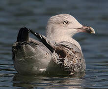 European Herring Gull