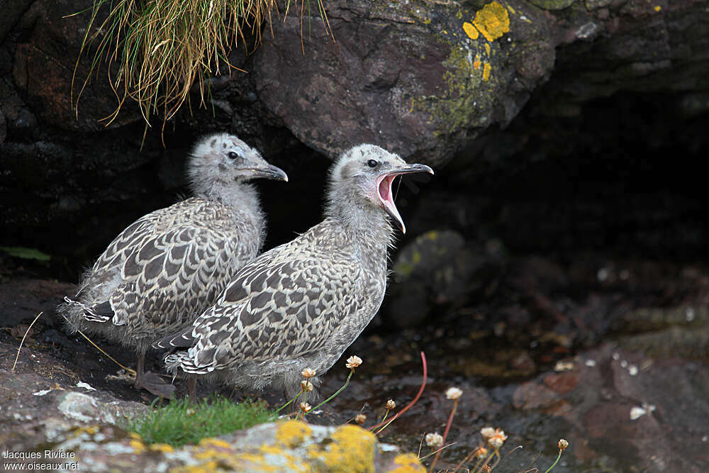 European Herring Gull female Poussin, Reproduction-nesting