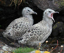 European Herring Gull