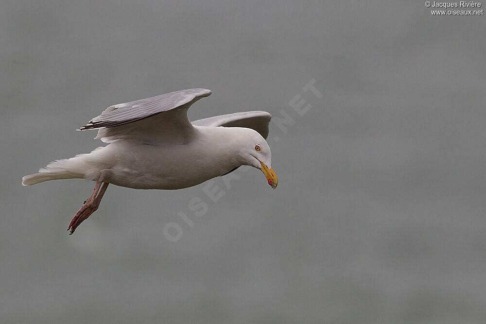 European Herring Gulladult breeding, Flight