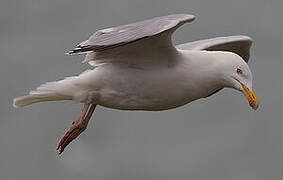 Goéland argenté