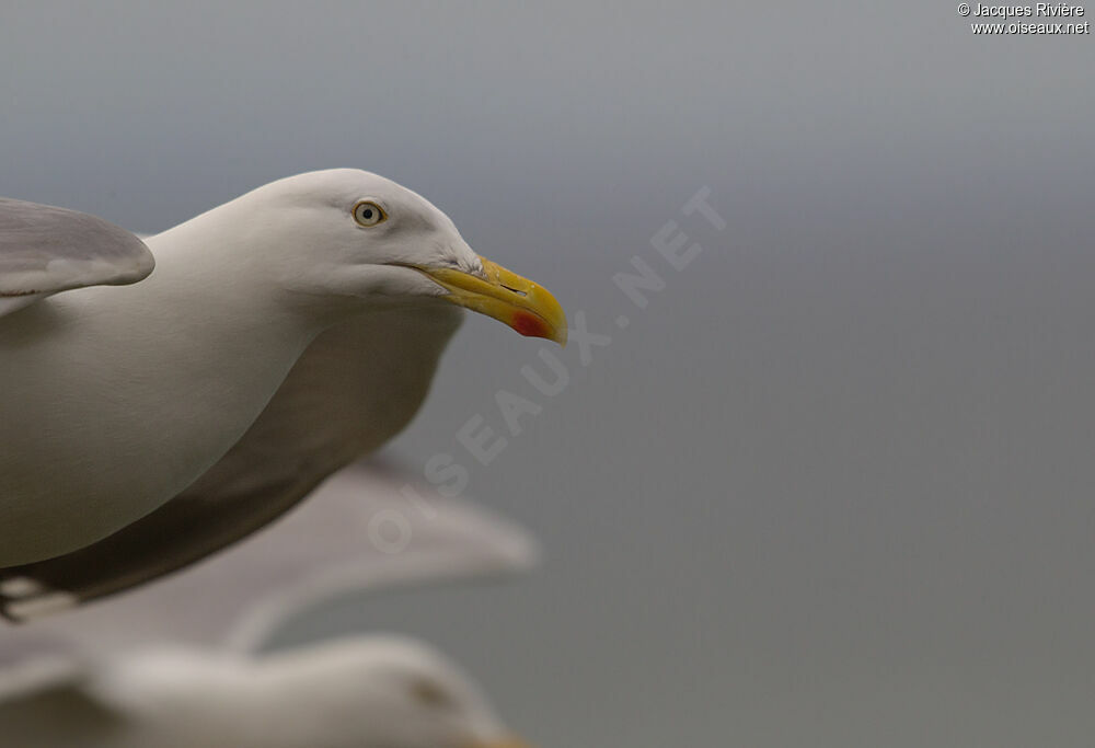 European Herring Gulladult breeding, Flight