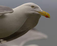 European Herring Gull