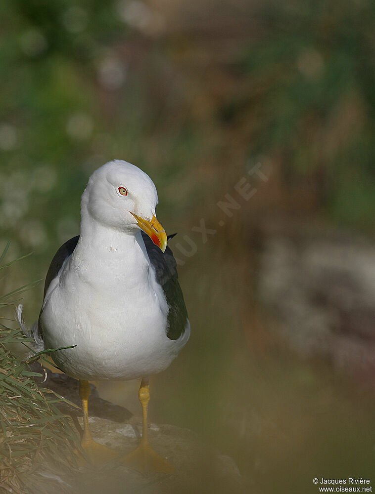 Goéland brunadulte nuptial