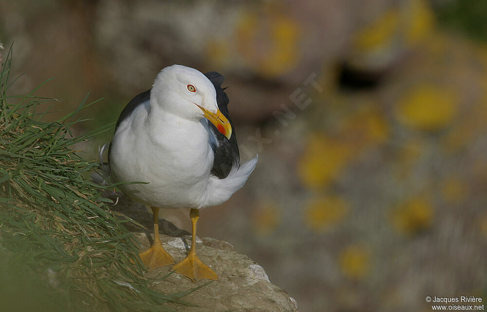 Lesser Black-backed Gulladult breeding