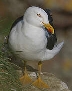 Lesser Black-backed Gull