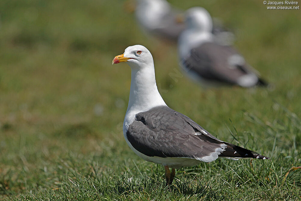 Lesser Black-backed Gulladult breeding