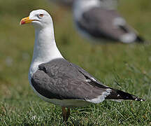 Lesser Black-backed Gull