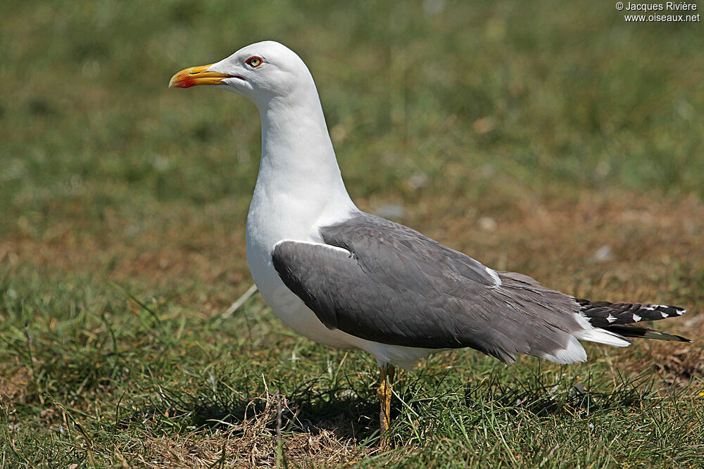 Goéland brunadulte nuptial