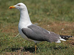 Lesser Black-backed Gull