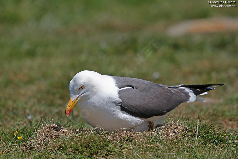 Lesser Black-backed Gull