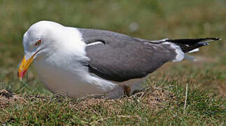 Lesser Black-backed Gull