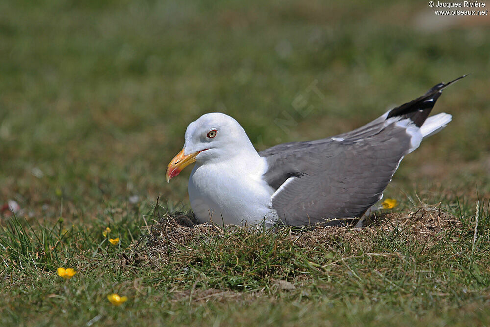 Lesser Black-backed Gulladult breeding, Reproduction-nesting